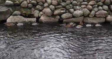A string of wild ducks swim against the strong current