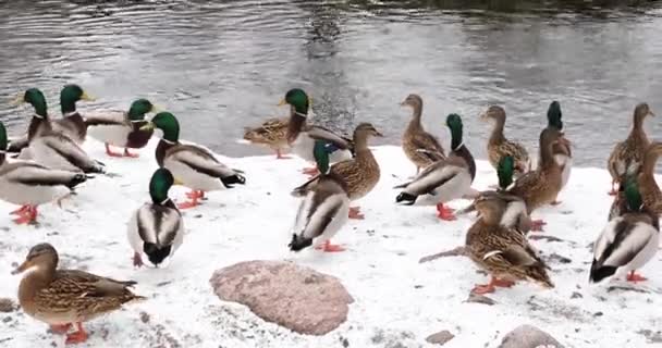 Wild ducks on the snow-covered shore of a pond on a cold day. — Stock Video