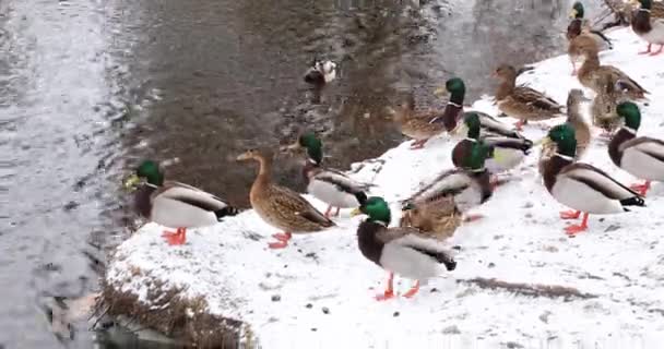 Wild ducks on the snow-covered shore of a pond on a cold day. — Wideo stockowe