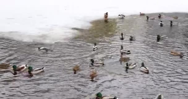 Jezioro z ptakami bawiącymi się ze sobą w zimowym parku. — Wideo stockowe