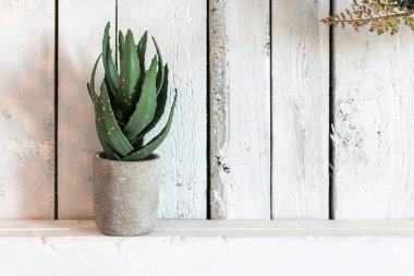 Ev dekorasyonu - küçük beton silindirik seramik vazo ve aloe bitkisi. Duvarlar beyaz boyalı ahşap tahtalarla kaplıdır..
