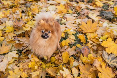 Pedikürlü Pomeranya köpeği.