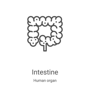 İnsan organı koleksiyonundan bağırsak ikonu taşıyıcısı. İnce bağırsak taslağı ikon vektör illüstrasyonu. Web ve mobil uygulamalarda kullanmak için doğrusal sembol, logo, yazdırma ortamı