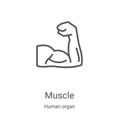 İnsan organı koleksiyonundan kas ikonu taşıyıcısı. İnce çizgi kas hatları ikon vektör çizimi. Web ve mobil uygulamalarda kullanmak için doğrusal sembol, logo, yazdırma ortamı