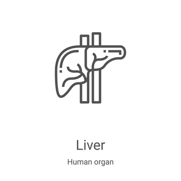 Vector ícone do fígado da colecção de órgãos humanos. Ilustração de vetor de ícone de contorno de fígado de linha fina. Símbolo linear para uso em aplicativos web e móveis, logotipo, mídia impressa —  Vetores de Stock