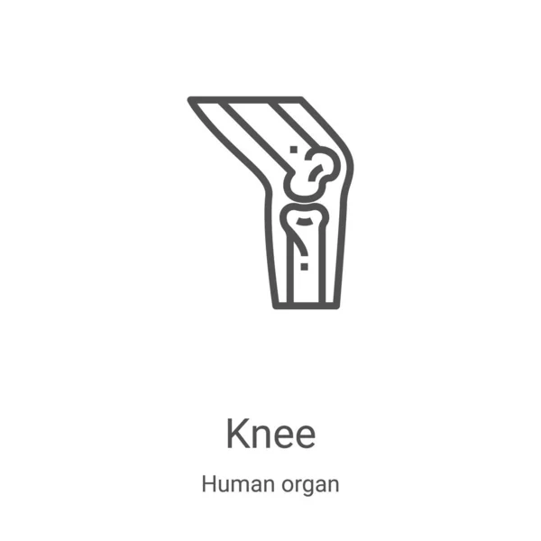 Knee icon vector from human organ collection. Thin line knee outline icon vector illustration. Linear symbol for use on web and mobile apps, logo, print media — Stock Vector