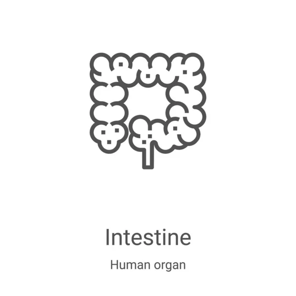 Vector icono del intestino de la colección de órganos humanos. Ilustración de vectores de iconos de contorno de intestino delgado. Símbolo lineal para su uso en aplicaciones web y móviles, logotipo, medios impresos — Vector de stock