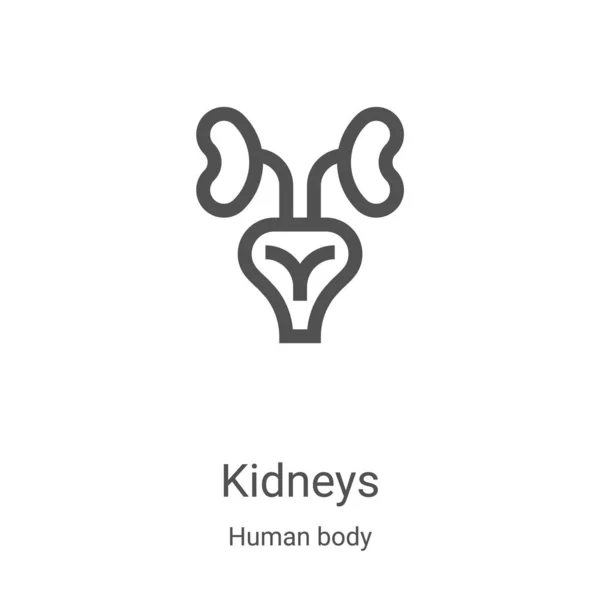 Διάνυσμα νεφρών εικονίδιο από τη συλλογή ανθρώπινου σώματος. Λεπτή γραμμή νεφρών περίγραμμα εικονίδιο διανυσματική απεικόνιση. Γραμμικό σύμβολο για χρήση σε εφαρμογές web και mobile, λογότυπο, έντυπα μέσα — Διανυσματικό Αρχείο