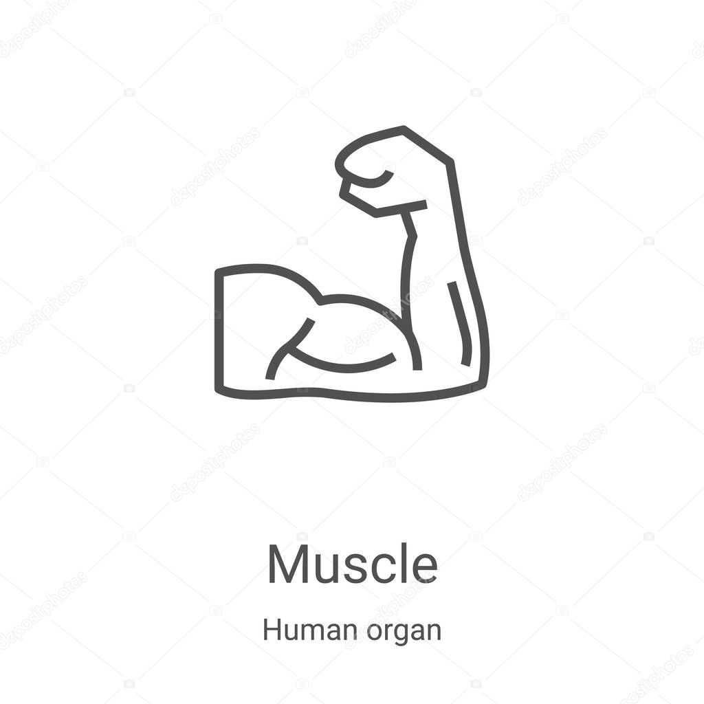 muscle icon vector from human organ collection. Thin line muscle outline icon vector illustration. Linear symbol for use on web and mobile apps, logo, print media