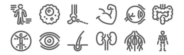 Set Anatomy Icons Outline Thin Line Icons Skeleton Kidneys Vision — Stock Vector
