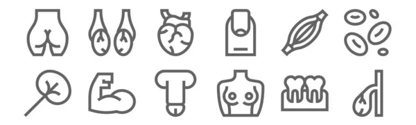 Set Human Body Icons Outline Thin Line Icons Gallbladder Breast — Stock Vector