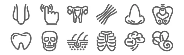 Conjunto Iconos Anatomía Delinear Iconos Línea Delgada Como Sistema Vestibular — Vector de stock