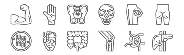 Conjunto Iconos Órganos Humanos Esbozar Iconos Línea Delgada Como Hígado — Vector de stock