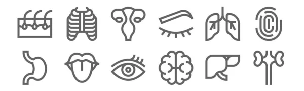 Set Human Body Icons Outline Thin Line Icons Kidneys Brain — Stock Vector