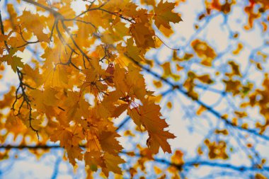 Sonbaharda akçaağaç yapraklı dal güneş ışınlarıyla parıldıyor.