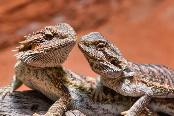 Perto de dois dragões barbudos olhando um para o outro — Fotografia de Stock