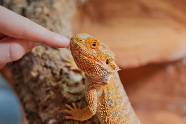 Menina s dedo enquanto acariciando um pequeno dragão barbudo — Fotografia de Stock