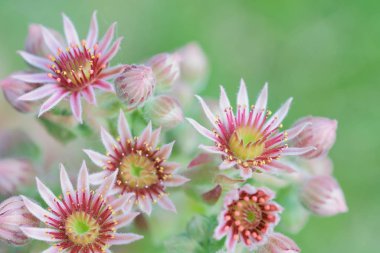 parlak makro fotoğraf kırmızı çiçek sempervivum sulu