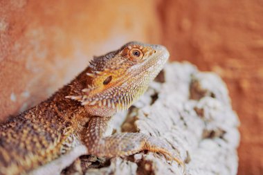 Teraryumunda dişi sakallı bir ejderhanın makro fotoğrafı.