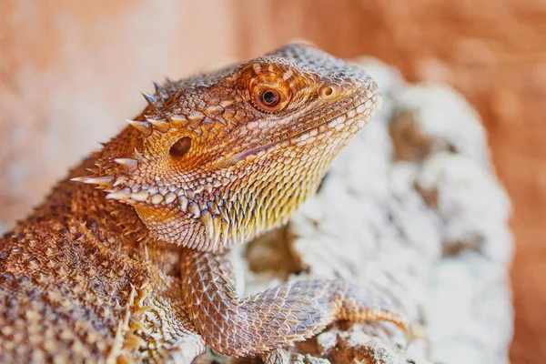 Gros plan d'un dragon barbu regardant dans la caméra — Photo