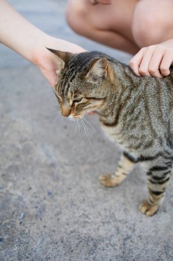 Çocuklar Lanzarote 'de tekir bir kediyi okşuyor.