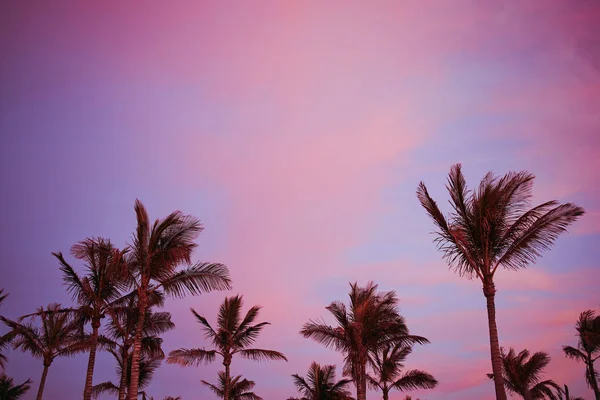 カナリア島ランサローテ島プラヤブランカのヤシの木と色の夕日の空 — ストック写真