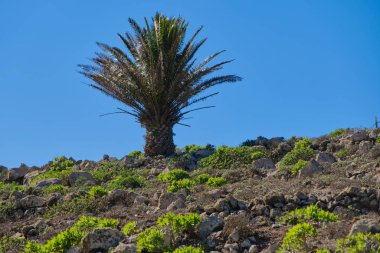 Haria, Lanzarote yakınlarındaki volkanik arazide mavi gökyüzüne karşı palmiye ağacı