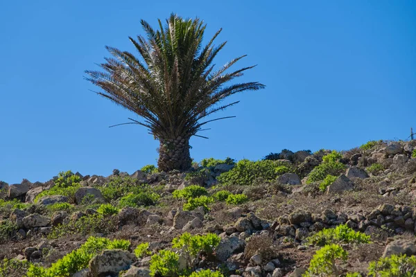 Haria, Lanzarote yakınlarındaki volkanik arazide mavi gökyüzüne karşı palmiye ağacı — Stok fotoğraf