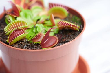 etobur bitki -Dionaea muscipula - kırmızı bir saksıda, makro renkli fotoğraf