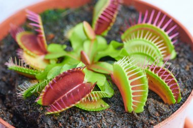 Dionaea muscipula adında etçil bir bitkinin makro fotoğrafı.