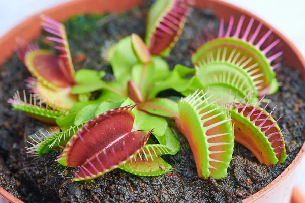 Dionaea muscipula adında etçil bir bitkinin makro fotoğrafı.