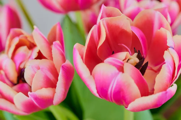 Närbild av rosa dubbla tulpaner, makro färg foto — Stockfoto
