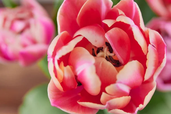 Ovanifrån på en rosa dubbel tulpan, makro foto — Stockfoto