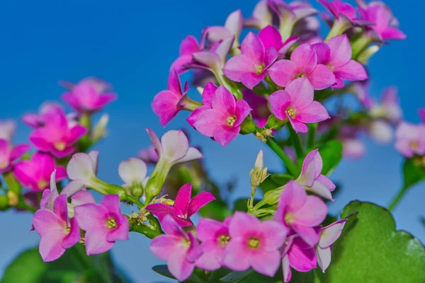 Pembe Kalanchoe çiçeğinin yakınında. — Stok fotoğraf