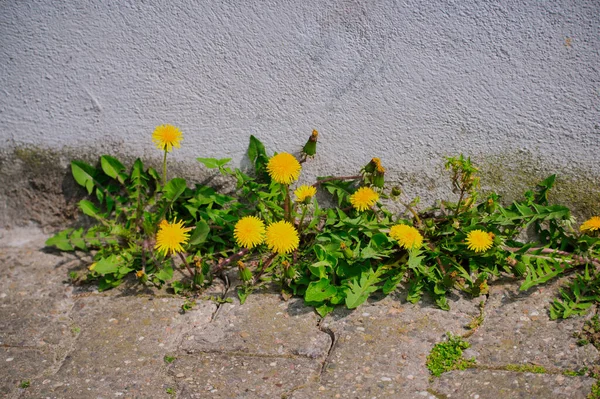 Dente di leone giallo che cresce su asfalto al sole — Foto Stock