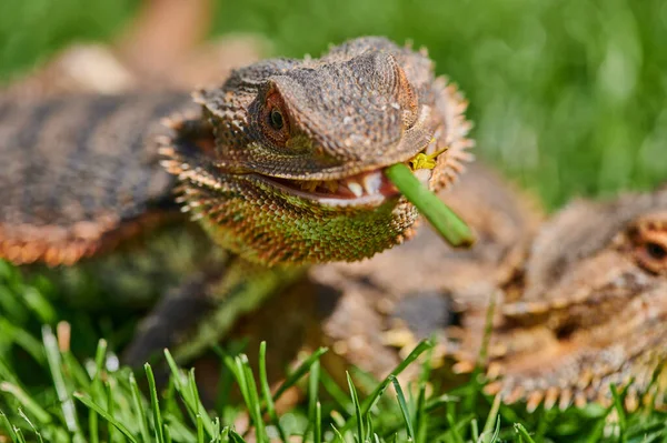 Skäggig Drake Medan Äter Maskros Blomma Solskenet — Stockfoto