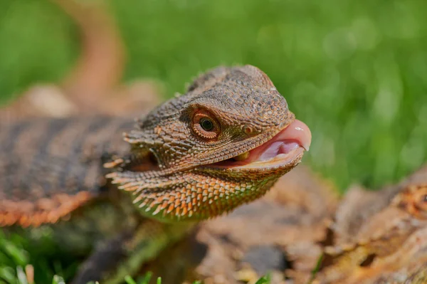 Skäggig Drake Bartagame Medan Äter Maskros Blomma Solskenet — Stockfoto