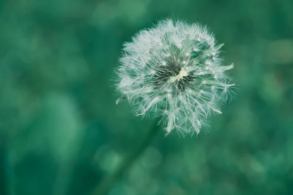 Macro Van Een Paardebloem Een Koude Kleur Stijl — Stockfoto