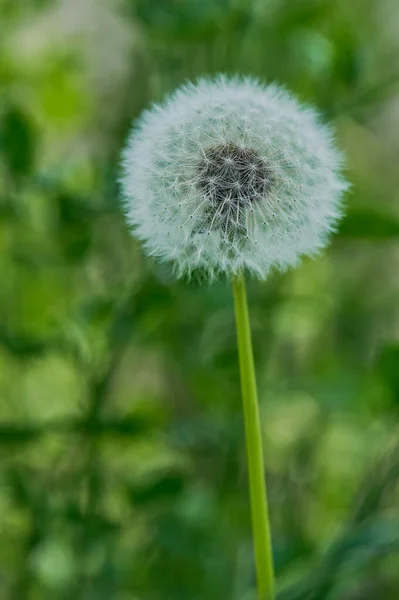 Macro Van Een Enkele Onaangeroerde Paardebloem Verticale Kleur Foto — Stockfoto