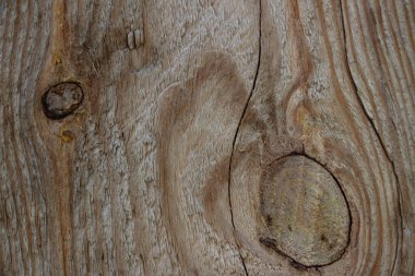 Makro çekimde ahşap kaplama. Ağaç yaklaş. Makro çekimde ahşap bir tahta. Metin gibi arkaplan