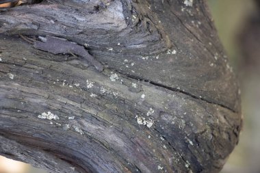 Ağaç kabuğunun koyu gri arka planı yosun kabuğunda büyüyor. Doku gibi arka plan. tam çerçeve, tasarımcı için element, yakın plan