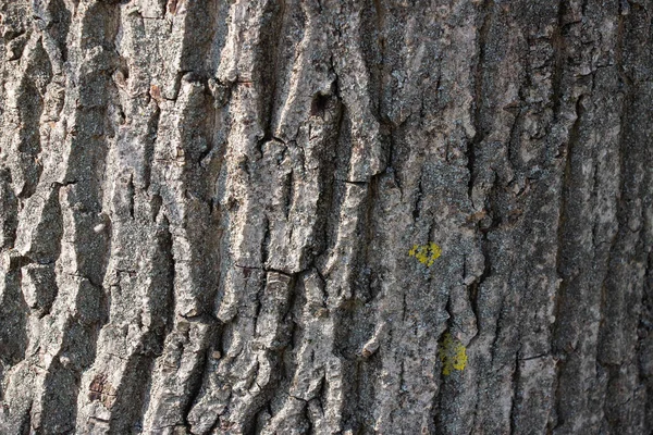 Jasnoszare Tło Kory Drzewa Kontekst Jak Faktura Pełna Ramka Element — Zdjęcie stockowe