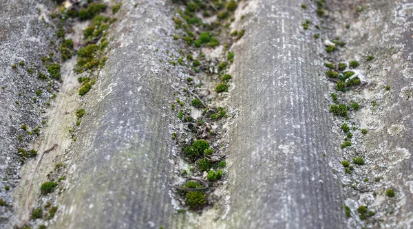 Velho Musgo Ardósia Ardósia Perto Fundo Como Textura — Fotografia de Stock