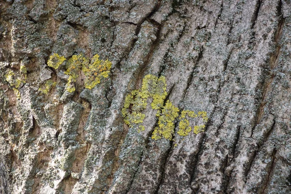 Ανοιχτό Γκρι Φόντο Φλοιού Δέντρου Φλοιό Βρύων Που Αναπτύσσονται Φόντο — Φωτογραφία Αρχείου