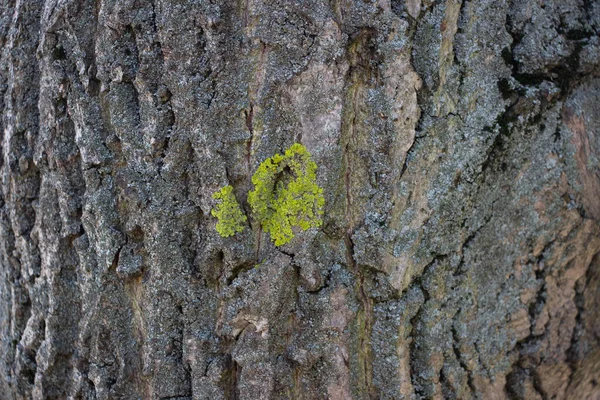 Fond Gris Clair Une Écorce Arbre Sur Une Écorce Mousse — Photo