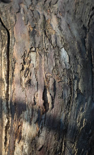 Fond Gris Foncé Écorce Arbre Sur Écorce Mousse Croissance Arrière — Photo