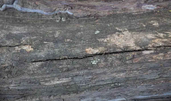 Fond Gris Foncé Écorce Arbre Sur Écorce Mousse Croissance Arrière — Photo