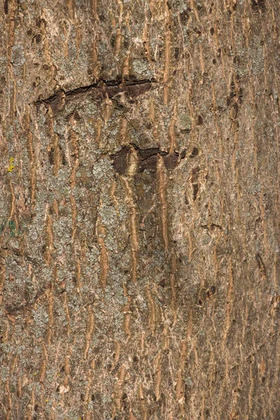 苔の成長の樹皮に木の樹皮の薄茶色の背景 テクスチャのような背景 フルフレーム デザイナーのための要素 クローズアップ — ストック写真