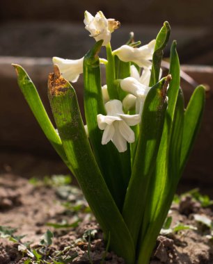 Küçük beyaz çiçekli çan çiçekleri homurdanarak büyüyor.
