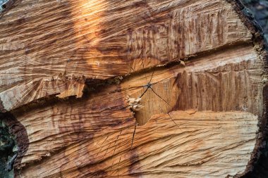 Makro çekimde ahşap kaplama. Ağaç yaklaş. Makro çekimde ahşap bir tahta. Metin gibi arkaplan